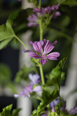 Malva sylvestris