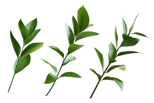 Set of ruscus twigs with green leaves isolated on white or transparent background