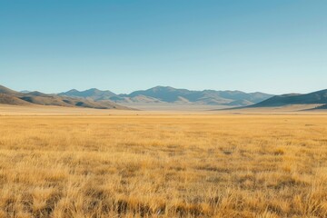 Expansive Golden Grasslands Under Blue Sky