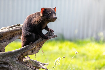 Tasmanian Devil , Sarcophilus harrisii, standing on a tree trunk. The largest carnivorous marsupial and an endangered species found only in Tasmania and New South Wales, Australia.