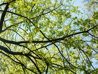 Obraz premium The Beauty of Spring: Exploring the Branches of Trees Before Summer Arrives