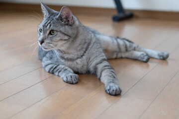 Obraz premium 床に寝そべる猫 サバトラ猫