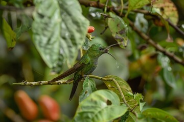Green Violetear male feeding on nectar