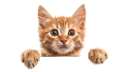 Kitten holding blank banner isolated on transparent background