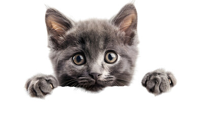 Obraz premium Kitten holding blank banner isolated on transparent background