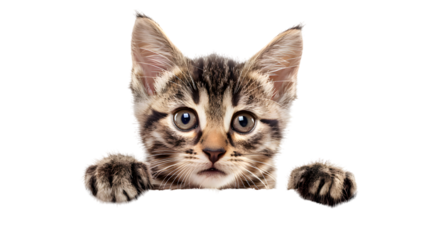 Kitten holding blank banner isolated on transparent background
