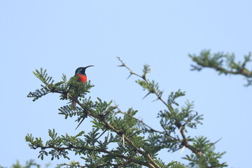 Greater Double Collared Sunbird on a branch