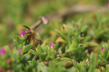 Slug looking at flower