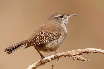 Fototapeta premium House Wren male
