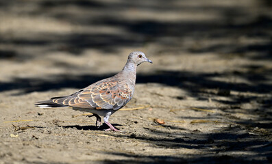 junge Turteltaube // young Turtle Dove (Streptopelia turtur)