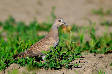 junge Turteltaube // young Turtle Dove (Streptopelia turtur)