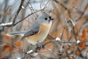 Obraz premium Tufted Titmouse