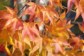 クローズアップ紅葉