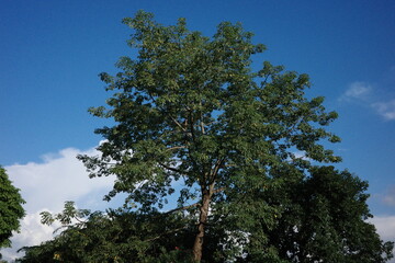 Close-up of various trees in the riverside park