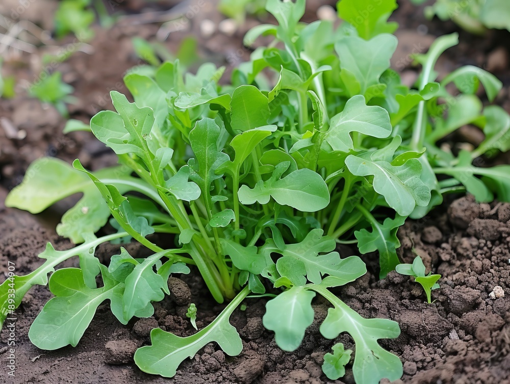 Wall mural Harvesting Arugula: A 4:3 Perspective from the Garden