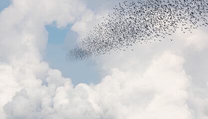 Silhouette of a group birds passing through the clouds