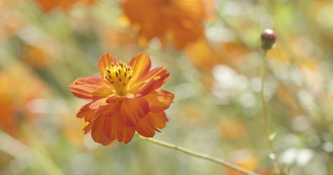 Kosmeya Flowers on a Blurred Background in the Garden in Summer.