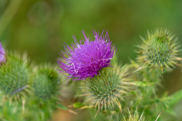 Spear Thistle Plume Thistle