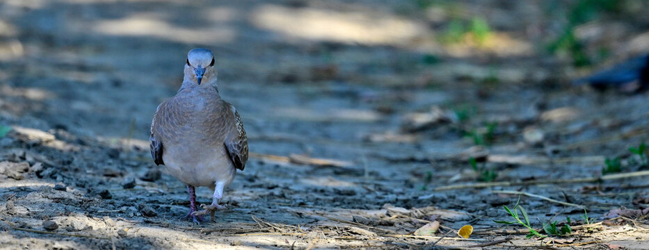 junge Turteltaube // young Turtle Dove (Streptopelia turtur)