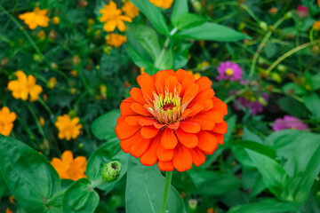 a close up orange color flower with natural background