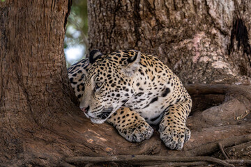 Pantanal Jaguar Lying under a large tree