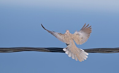 Eurasian Collared Dove (Streptopelia decaocto) 
