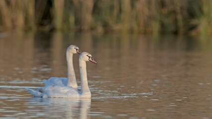 Mute Swan - Cygnus olor, Crete 