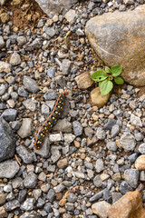 Spurge Hawk-moth Caterpillar: Colorful and toxic crossing a path way in the mountains
