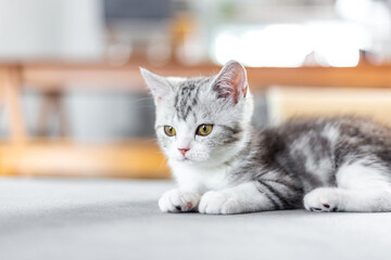 Cute baby cat  in the house, Silver Tabby Scottish Fold Cat, Cat sitting on a gray sofa in a neat pose