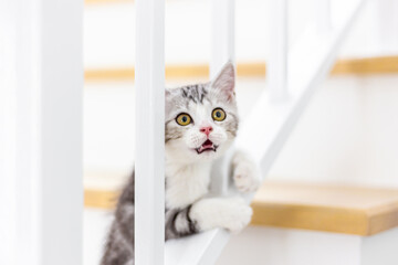 Cute baby cat  in the house, Silver Tabby Scottish Fold Cat 