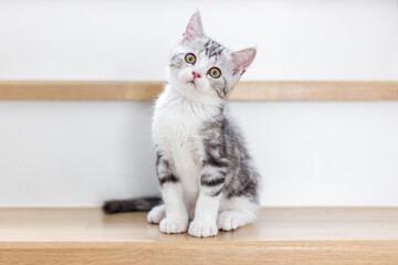 Cute cat tilting its head, Cute baby cat  in the house, Silver Tabby Scottish Fold Cat  © NARANAT STUDIO