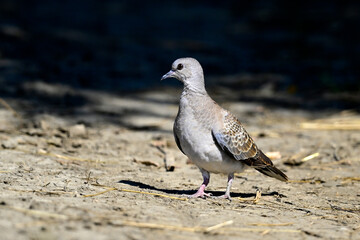 junge Turteltaube // young Turtle Dove (Streptopelia turtur)