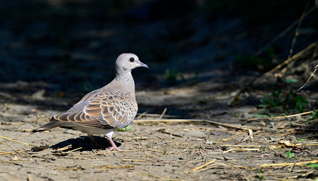 young Turtle Dove // junge Turteltaube (Streptopelia turtur)