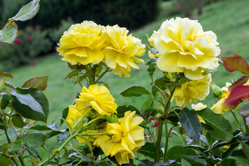 Bushes of blooming yellow roses among the greenery. Close-up