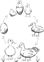 Graphic farm duck life cycle illustration, vector animal growth stage sketch clipart, educational poster