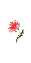 Sticker of watercolor isolated red sign flower with leaves, hand drawn on a white background.