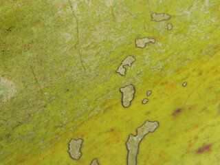 Coconut Tree Bark. Scratchy Pattern. Abstract Grainy Background.