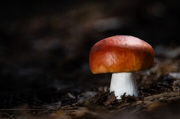 World Mushroom Day. National Mushroom Day. Brown Forest Mushroom. It is Edible. Yet it May Easily be Mistaken for Russula Emetica, which is Poisonous and Russula Nobilis