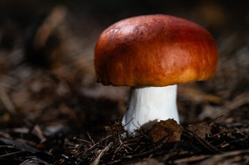 World Mushroom Day. National Mushroom Day. Brown Forest Mushroom. It is Edible. Yet it May Easily be Mistaken for Russula Emetica, which is Poisonous and Russula Nobilis
