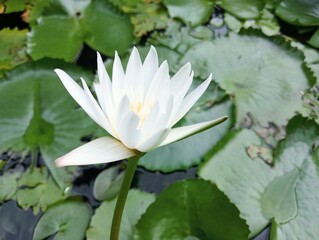 Close up of Blooming White Water Lotus with Cluster of Leaves