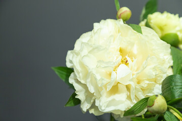 beautiful yellow peony Sunny Girl flower. Closeup. Blurred background