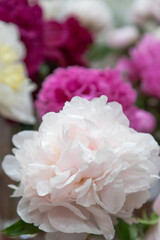 beautiful pink purple peony My Love flower. Closeup. Blurred background