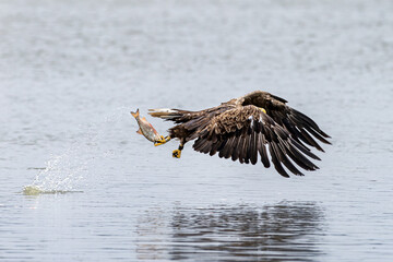 seeadler