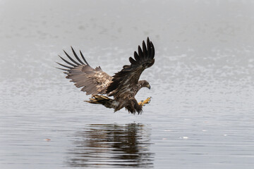 adler