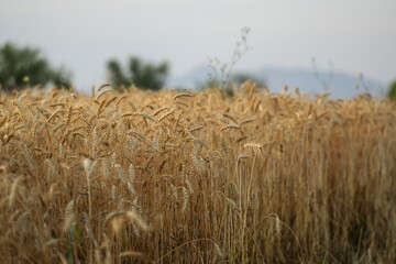 Wheat crop in field ready to harvest