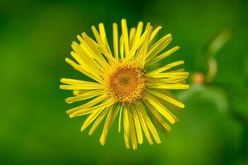 Bloom of yellow flowers close-up view on green background
