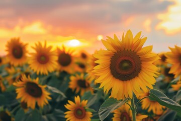 Obraz premium Golden blooms in sunflower field during sunset