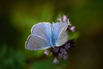 Close-up of a beautiful butterfly sitting on a colorful flower in summer on a countryside meadow.