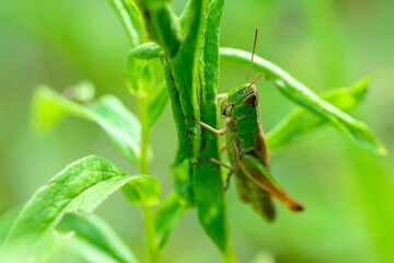 grasshopper on the grass