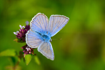 Close-up of a beautiful butterfly sitting on a colorful flower in summer on a countryside meadow.